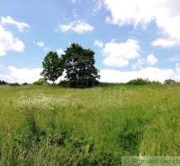 A meadow with blooming flowers and trees under a blue sky, ideal for gardens.