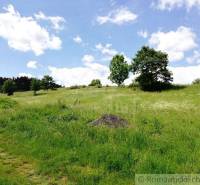 In the picture, there is a green meadow with tall grass, trees, and a blue sky. Gardens of nature.