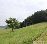 Green meadow on a slope with a solitary tree, enjoy nature and tranquility near the family house.
