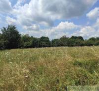 A meadow with tall grass, blue sky, and trees in the background. A peaceful place for plots.