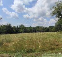 A blooming meadow surrounded by trees under a blue sky. Suitable for living and plots.