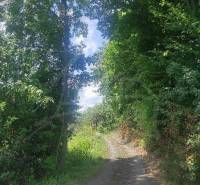 A forest path surrounded by trees provides a relaxing space, promoting peace and grounding.