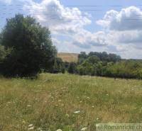 A meadow with blooming flowers, trees, under a blue sky, suitable for residential plots.