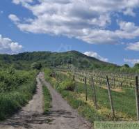 A dirt road next to vineyards in the vicinity of Veľký Krtíš, near a cottage on the slope.
