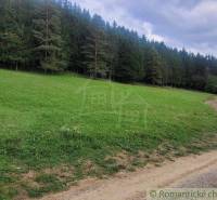 A green meadow near the forest, ideal for gardens and recreation in nature.