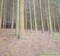 A dense forest with conifers, natural peace and quiet, surrounded by greenery and gardens.