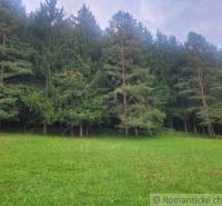 A green meadow in front of a dense forest, ideal for relaxation and gardens in nature.
