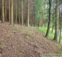 A dense forest with trees and a green meadow on the slope resembles the beauty of nature and gardens.