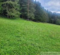 A fresh green meadow borders a dense forest, ideal for relaxation and gardens.