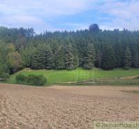 In the picture, there are fields and a pine forest at the edge of a garden in a natural setting.
