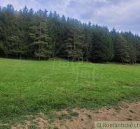 A meadow with a pine forest and sky near the forest, nature for gardens and relaxation.