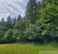 A meadow surrounded by dense forest in the area of agricultural and forest lands.