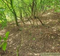 Forest stand with dense trees on a slope, ideal for agricultural and forest land.