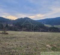 A meadow surrounded by forest under a blue sky, ideal for gardens and recreation.