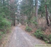 A forest path surrounded by trees and shrubs, ideal for exploring nature and gardens.