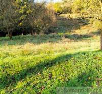 Green plot with grass, trees, ideal for country living.