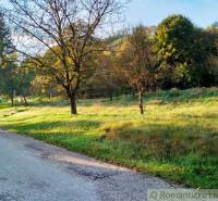 A peaceful path among trees, surrounded by greenery and grass. Plots - living in nature.
