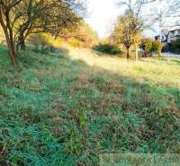 A grassy plot with several trees, ideal for land and housing on the outskirts of the village.