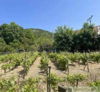 Vineyard near the cottage in Jablonov nad Turňou, surrounded by greenery and hills.