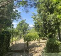 In Jablonov nad Turňou, there is a cottage with a vineyard, surrounded by greenery and trees.