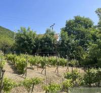 A vineyard in Jablonov nad Turňou with a cottage, surrounded by trees on a sunny day.
