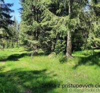 A forest path leads to a cottage, surrounded by greenery and trees, nature.