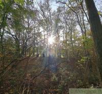 An autumn forest with breaking sunlight, ideal for walks and recreational properties.