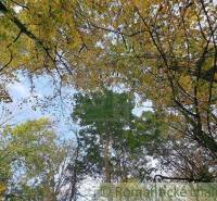 Trees with green and yellow leaves in the forest, ideal for recreational properties in nature.