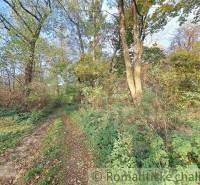 A forest path with tall trees surrounded by greenery leading to recreational plots.