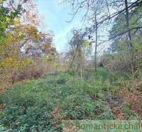 Forest stands, dense vegetation ideal for recreational land.