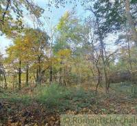 A dense forest with greenery and fallen leaves, ideal for recreational properties.