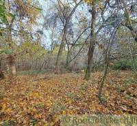 Autumn forest with recreational plots, covered with fallen leaves and surrounded by dense trees.