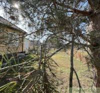 A tree with branches and the sun near a family house, a peaceful environment.