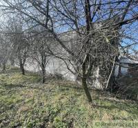 Garden and family house with apple trees and a grassy area.