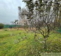A garden with fruit trees, green lawn, and the peaceful atmosphere of autumn nature.