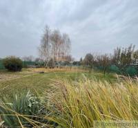 In the picture, there is a garden with grass and birch trees under a cloudy sky.