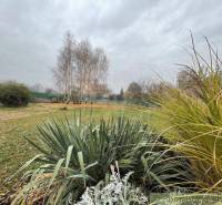 A garden full of grass and trees, the sky is gray and gloomy.