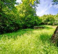 Wooded area and grass on recreational plots, Zbora in Dohňany on a sunny day.