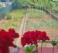 The garden of a family house on Vysoká Street in Holíč, with cultivated vegetables and flowers.