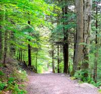 A path leading through a forest full of greenery in agricultural and forest lands near Čičarovce.