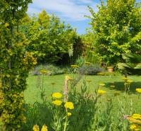 A garden surrounding a family house in Zurndorf with a variety of plants and trees.