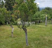 Fruit trees on a residential plot in Krupina, surrounded by green countryside.