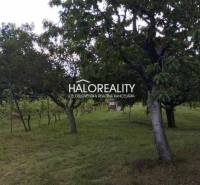Garden with trees in Krupina, Residential plots. Meadow with plenty of greenery.
