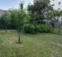 A garden with fruit trees at a family house in Lučenec.