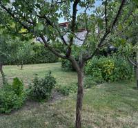 A garden of a family house in Lučenec with trees and shrubs on a well-maintained plot.