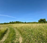 Development plots in Kúty in Prešov with meadow vegetation and a backdrop of trees under a blue sky.