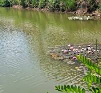 The lake with water lilies by the house on Bird Street in Senec, a peaceful atmosphere.