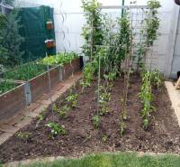 A garden bed at a family house with cultivated vegetables and climbing plants.