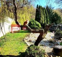 A cat on a tree in the garden of a family house in Píla.