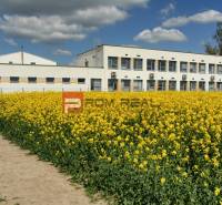 A school in Slovenský Grob surrounded by a yellow field of flowers under a blue sky.